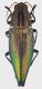 Cyphogastra_pisciformis_Indonesia_Krel_Is_V-1998_23,5mm_grey.jpg