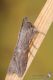 IMG_0121_Cucullia_dracunculi.JPG