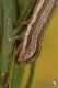 IMG_8131_Cucullia_dracunculi.JPG