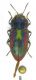 anthaxia- Grecia , Kalampaka , Kastania 1300m VI-2015 leg Sola C..JPG