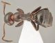 Camponotus truncatus_minor dorsal.jpg