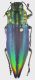 Cyphogastra_celebensis_Indonesia_Celebes_VI-2003_28mm_grey.jpg