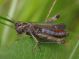 IMGP3615_Ghopper_sm.JPG