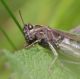 IMGP3613_Ghopper_crop_sm.JPG