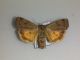 20120615 Noctua  cdp.jpg