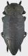 Capnodis_marquardti_Turkey_Tunceli_Ovacik-Mercan30-V-1993_M-Janata_leg_31mm_grey.jpg