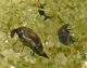 J Mediimorda bipunctata Meteora GR 30-06-13117a.jpg