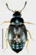Proteinus crenulatus Pandellé, 1867.jpg