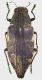 Polybothris_semipolita_Madagascar_Antananarivo_La_Mandraka_II-1982_30mm_grey.jpg