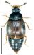 Proteinus  laevigatus Hochhuth, 1872.jpg