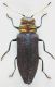 Coomaniella_kubani_Laos_Hua-Phan_Mt-Phu-Pane_10-22-V-2011_Jakl-Lao_5,2mm_grey.jpg