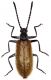 Lagria hirta (Linnaeus 1758)8mm 16.07.13 Northeim.jpg