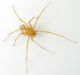 Scytodes 1.jpg