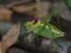 IMGP9412_BigCricket_sm.JPG