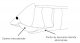 Acanthosomatidae.png