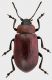 Protorina-melancholica.jpg