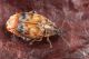 _MG_5054_Megabruchidium_tonkineus.jpg