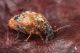 _MG_5056_Megabruchidium_tonkineus.jpg