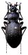 Carabus Isiocarabus hunanicola yangmingensis Deuve 1995 - Kopie.jpg