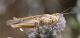 IMGP9081_Ghopper_sm.JPG