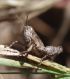 IMGP5347_Ghopper_P_giornaeQ_sm.JPG