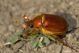 Holochelus aequinoctialis IMG_0314.jpg