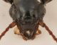 Pterostichus 4.jpg