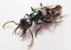 Staphylinidae Papua 3.jpg