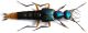 Hesperus viridisplendens Scheerpeltz, 1971.JPG