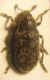 Bangasternus 001 A.jpg