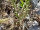 galla Linaria.JPG