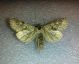 20151229 Polymixis (Myxinia) sublutea  ♀ CDP.jpg