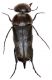 Variimorda sp. 6mm 12.06.13 Northeim.jpg