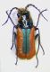 Malachius kraussi m.jpg