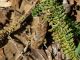 Curculionide_Marsia_1500m_4-X-2009_OL20.JPG