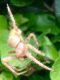 araneus.jpg