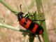 Meloidae_Turchia_Pazarcik_16-VII-2007.JPG