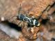 Cyrtoclytus capra.jpg
