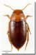 Methles cribratellus_Ispica_30 IV 1994.jpg