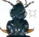 Omalium caesum Gravenhorst, 1806 - Kopie.jpg