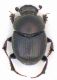Onthophagus-1.jpg