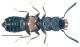 Platystethus capito Heer, 1839.jpg