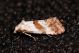 Cochylis epilinana2.JPG