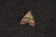 Cochylis epilinana1.JPG