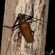 IMG_7591_Callipogon_armillatus.JPG