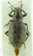 Curculionidae sp. 8mm 03-09-2015 Urla Ev.jpg