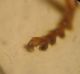 Ancystronycha 005 A.jpg