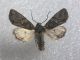 20121110 Dryobotodes (Dryobotodes)  monochroma ♂ Randazzo.jpg