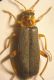 Cantharis (3) 003 A.jpg