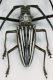 Batocera lamondi dett.jpg